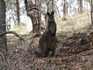 Our first wallaby!
