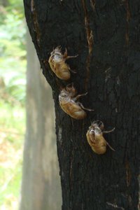 Cicadas everywhere