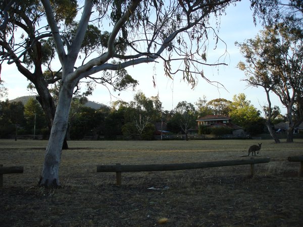 An early-bird kangaroo