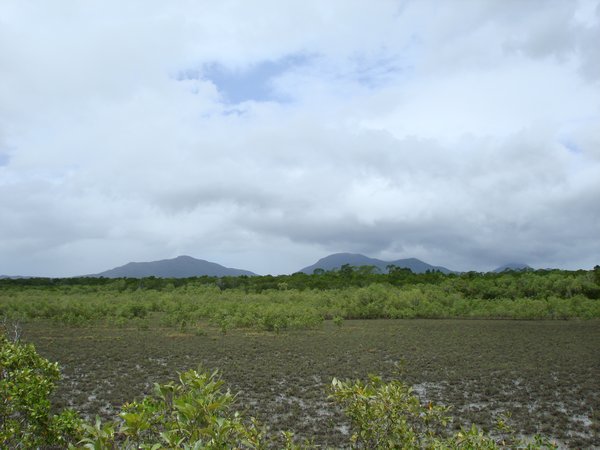 View from the boardwalk the sight of mountains behind the mangroves is heavenly