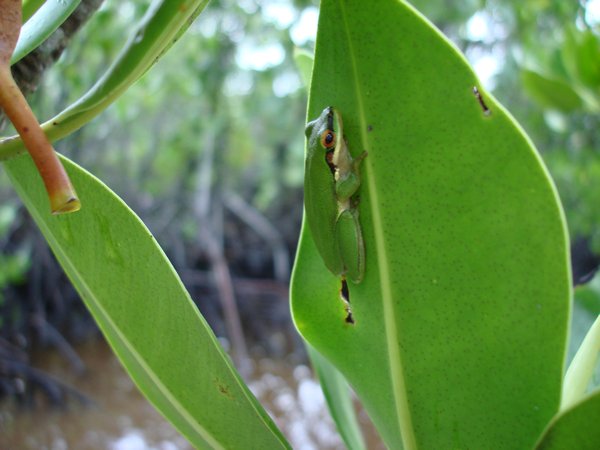 Tree frog on Rhizophora stylosa, so cute!