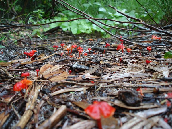 Aren't they beautiful. The day I saw them I immediately loved these little, bright red mushies