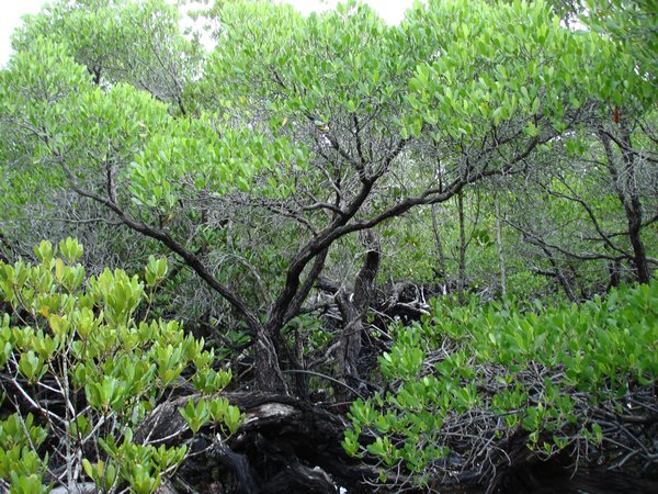 Lumnitzera racemosa forms healthy looking trees here!