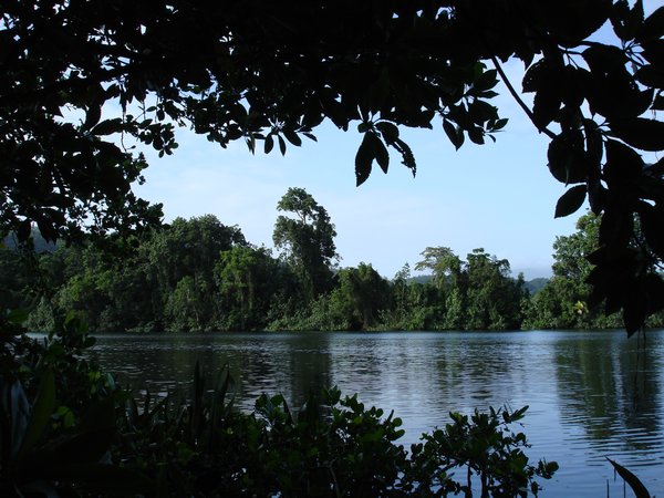 View from in between the shore's mangrove vegetation