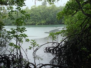 Mangroves in the rain at Cape trib