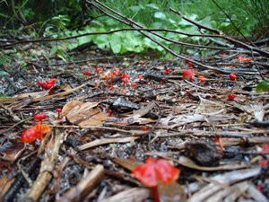 Aren't they beautiful. The day I saw them I immediately loved these little, bright red mushies