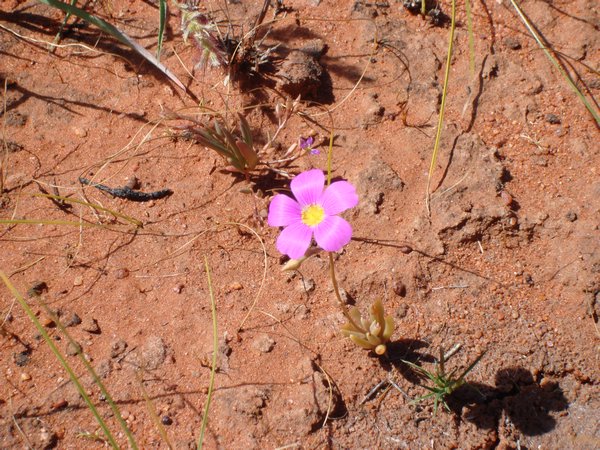 h Amid the dry vegetation appear here and there, tiny but beautifully bright flowers