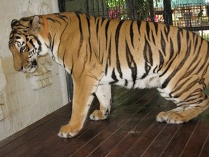 Tiger show