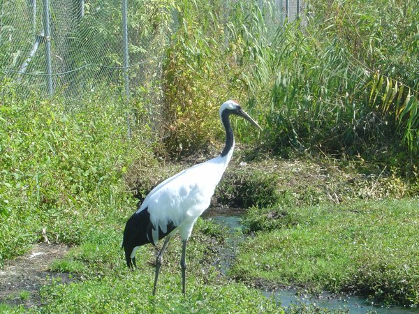 Red Crested Crane