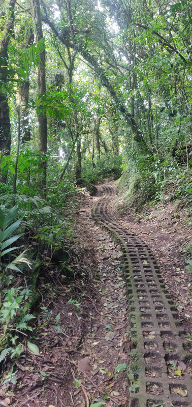 Monteverde Cloud Reserve - Roble Trail