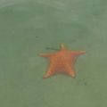 Playa Estrella (Starfish Beach)