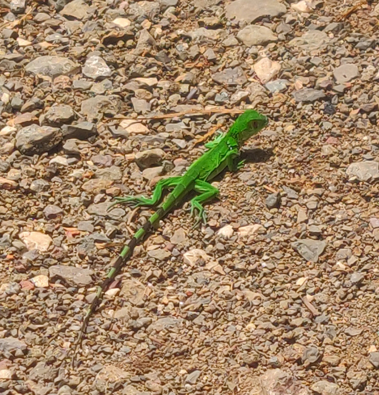 Little green buddy