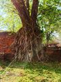 Buddha in a tree at Wat Mahathat 
