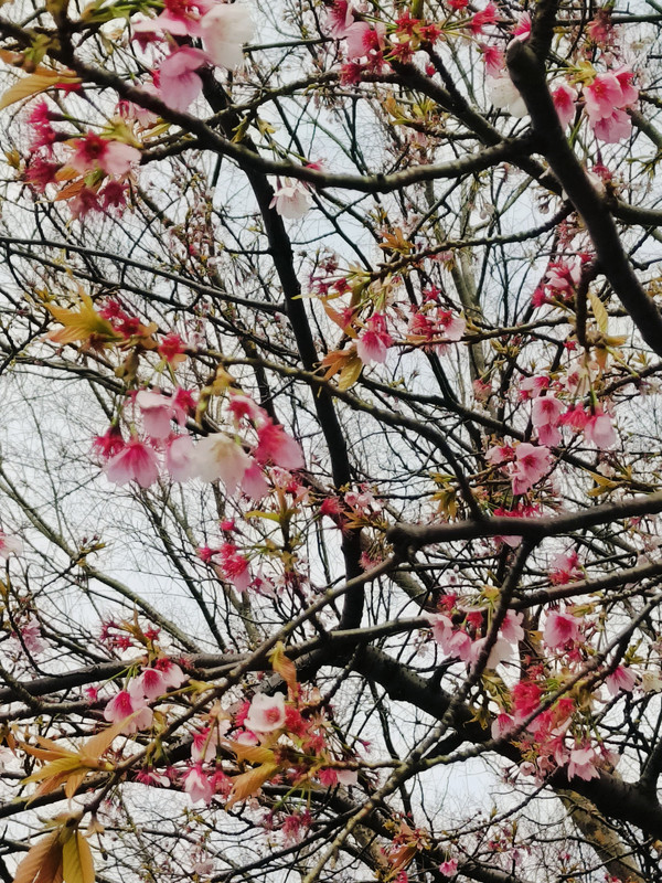 Cherry Blossoms at Ueno Park 