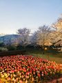 Kyoto Botanical Garden 