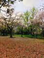 Maizuru Park