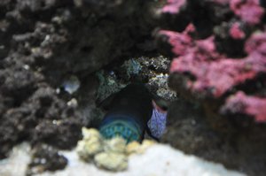Two Ocean's Aquarium