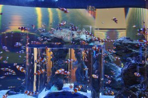 Two Ocean's Aquarium