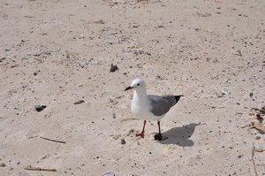 Seagull chilling