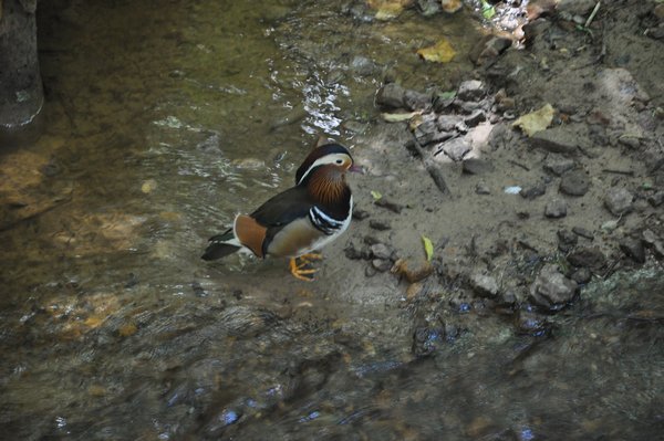 Mandarin Duck Eastern Asia migrating to South China 