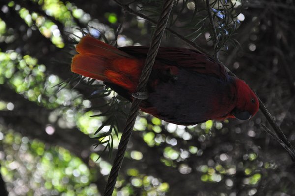 Eclectus Parrot, New Guinea