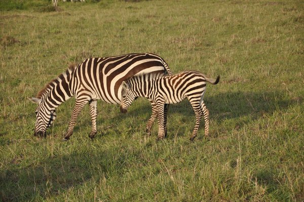 Common Zebra n baby