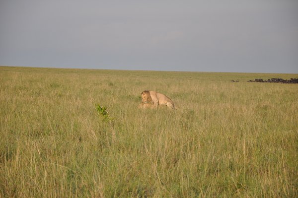 Lion mating