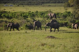 Elephant Herd