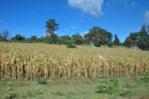 Maize Fields