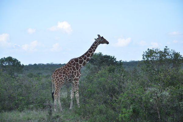 Reticular Giraffe