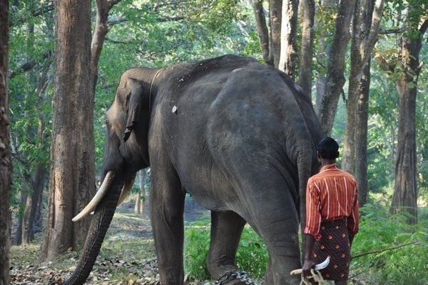 Domesticated elephant :(