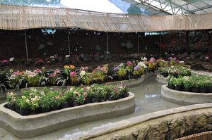 Flower Exhibition, Gangtok