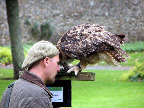 Falconry show at Dunrobin Castle