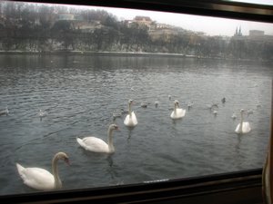 Swans outside our botel window.