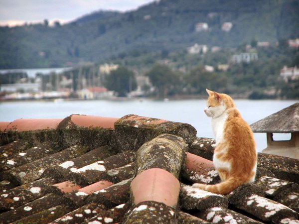 Another cat on a roof
