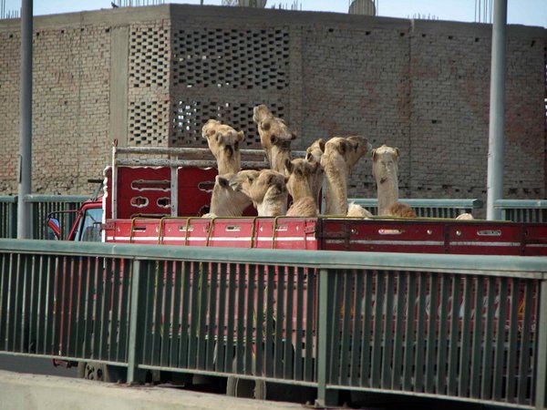 Camels again- they amused me.