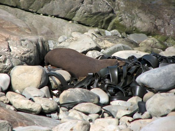 Seals at Ohau Point