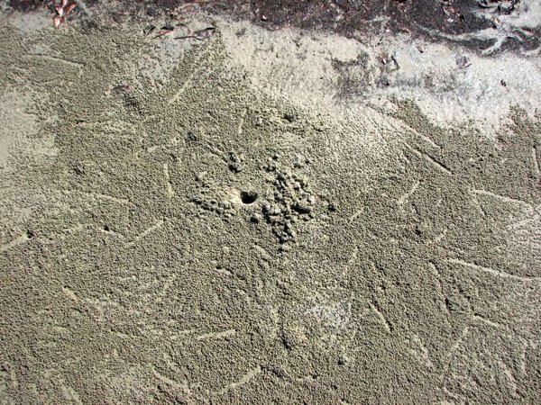 Sand crab marks