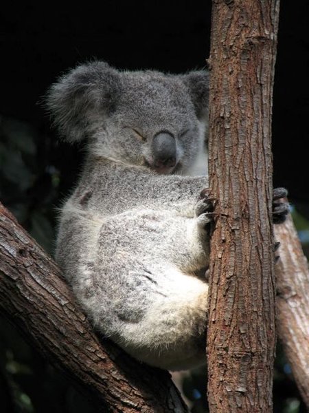 Cute cute cute Koala