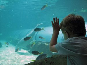 Kid staring into shark tank