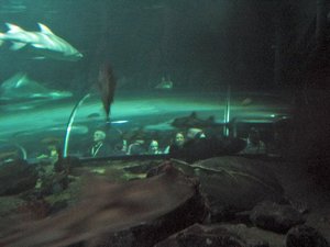 Shark tank, looking at other tube.