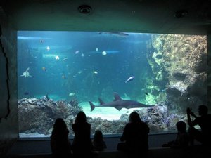 Viewing window at aquarium