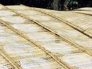 Rice paper drying in the "breeze"