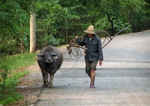 A man and his water buffalo