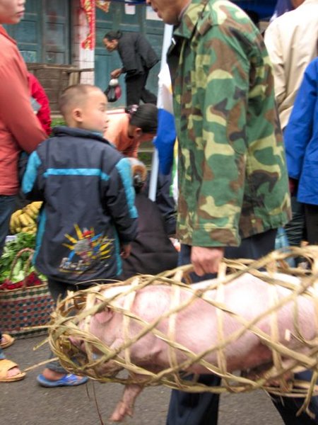 It's blurry, but this is how they carry the pigs they buy.