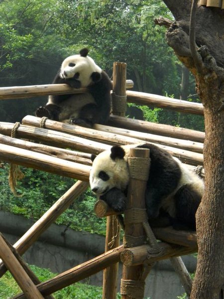bored pandas