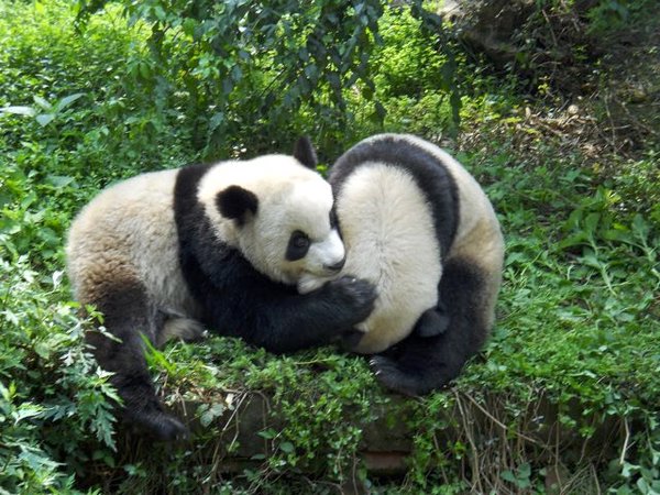 Rough house pandas