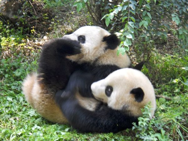 rough house pandas