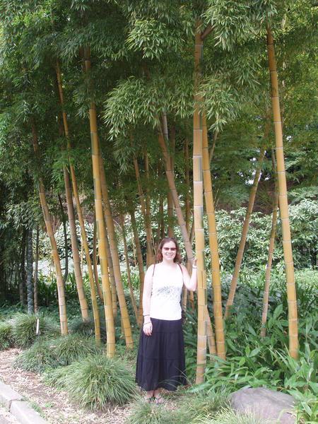 In the bamboo
