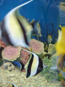 Sony aquarium